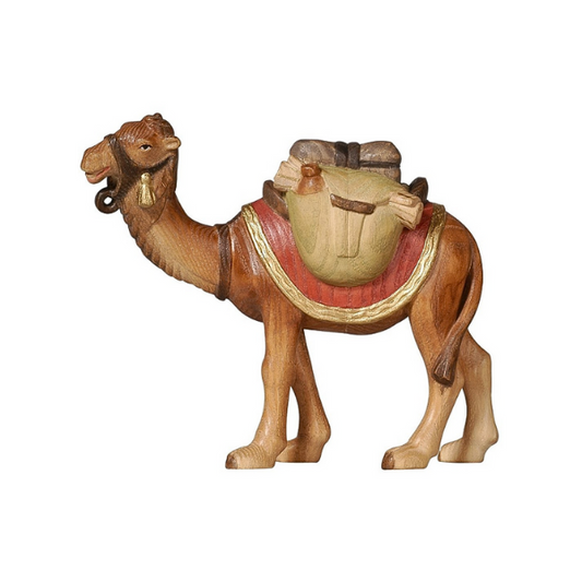 Camel with luggage Pema