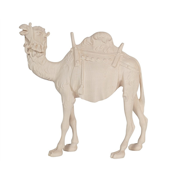 camel