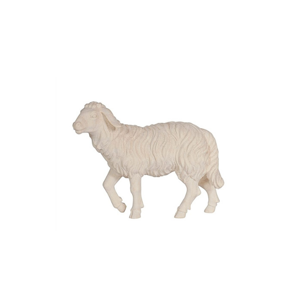 Sheep walking