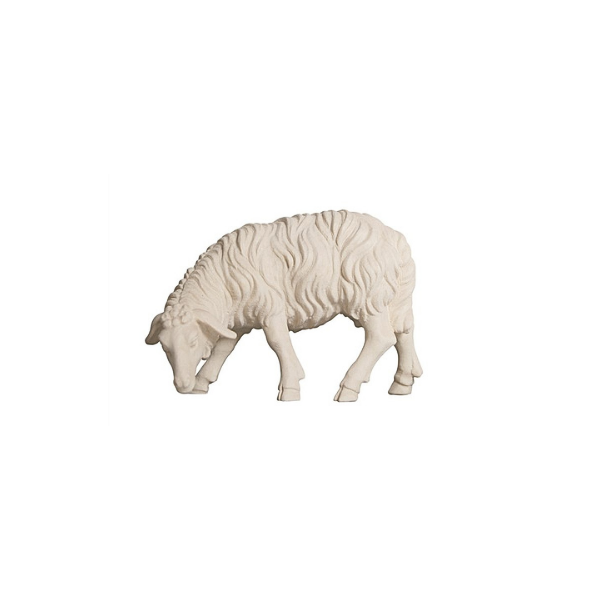 Schaf grasend linksschauend