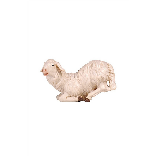 Sheep kneeling