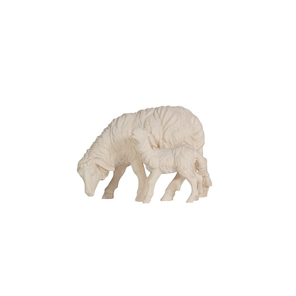 Schaf grasend mit Lamm