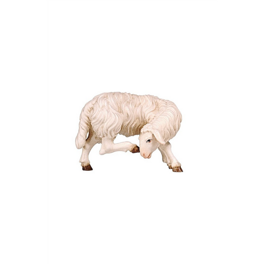 Schaf kratzend