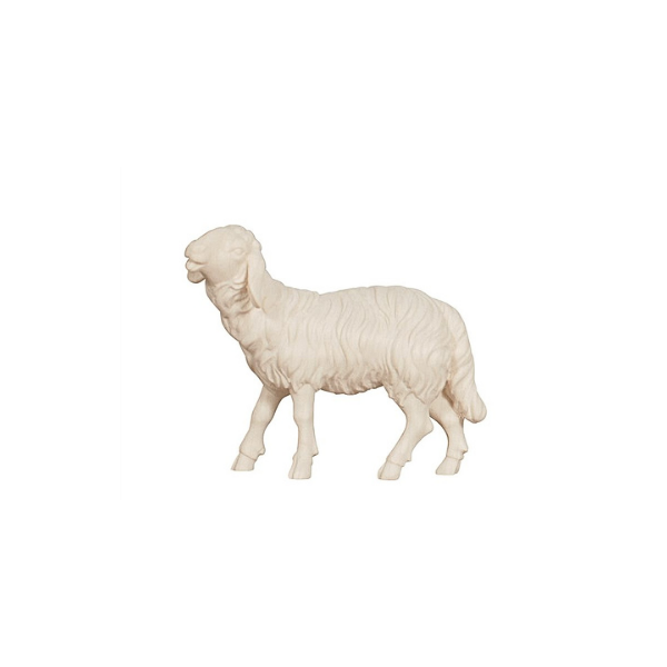 Sheep eating